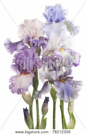 Iris