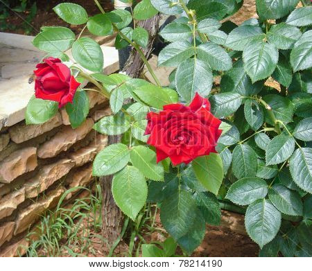 red roses