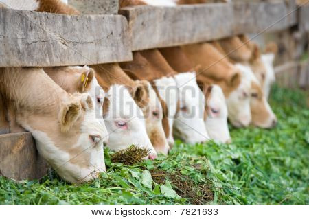Kalveren eten groene Rich voedergewassen