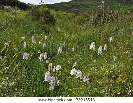 Heath Spotted Orchid