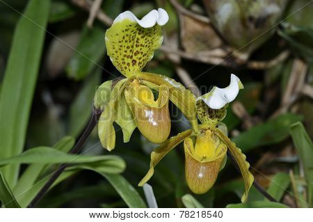 Splendid Paphiopedilum Slipper Orchid