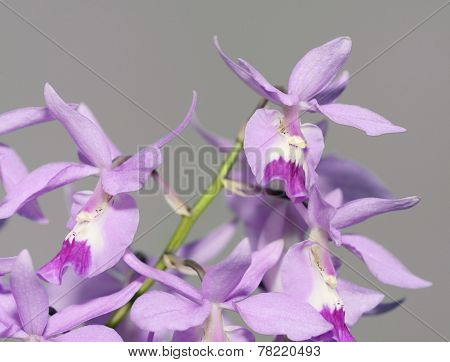 Lindley's Barkeria Orchid