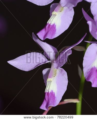 Lindley's Barkeria Orchid