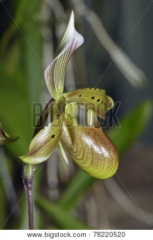 Bald Paphiopedilum Orchid