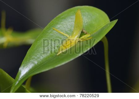Three Toothed Pleurothallis