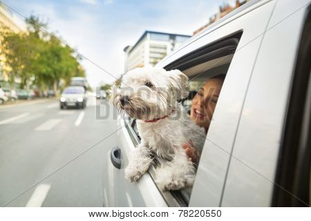 Young dog maltese sitting in a car and looking through open window