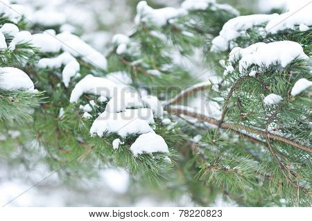 Fur Tree