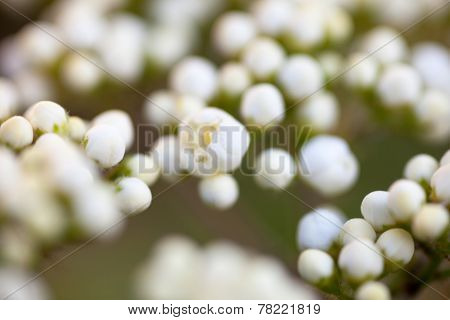 Tiny Buds Of Rowan White Flowers
