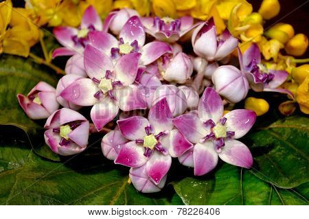 Purple Flowers
