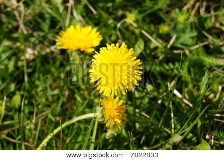 Three yellow flowers