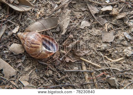 Dead Snail On Earth