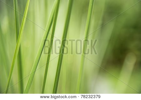 Green Leaf