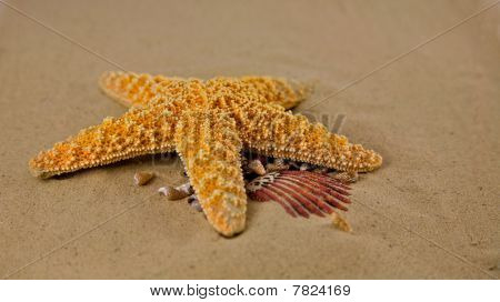 ฤดูร้อนที่ชายหาดที่มีปลาดาว