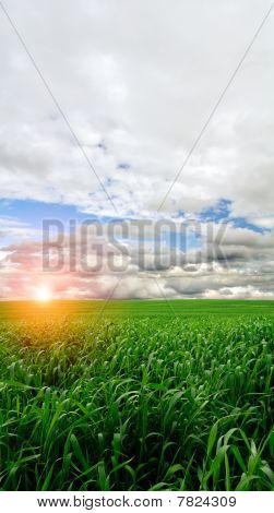Campo de trigo al amanecer