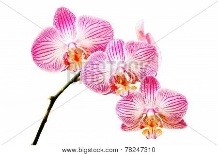 Branch Of Orchid