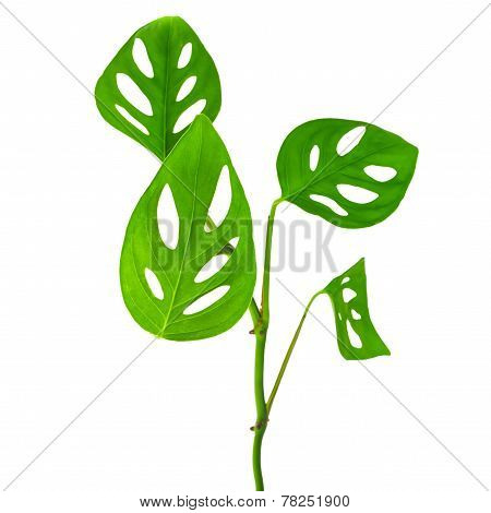 Beautiful  Long Young Green Monstera (var. Expilata) Branch Isolated On White Background, Closeup