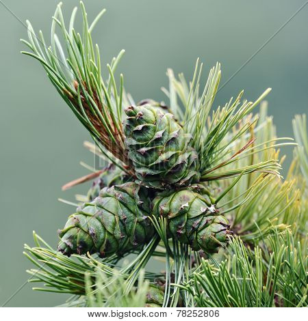 Pine Branches With Green Cones