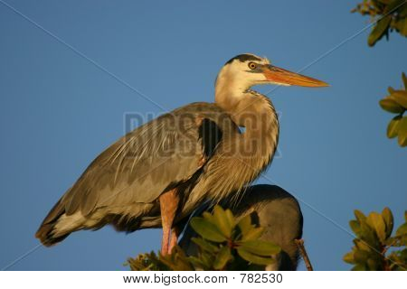 ガラパゴスの鳥