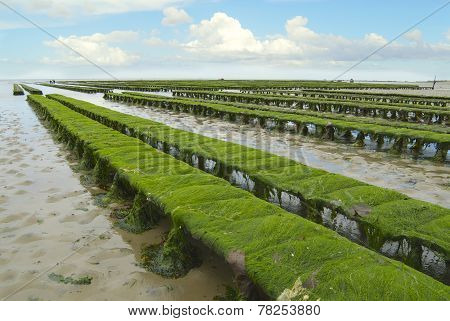 Oyster farm at low tide Grandcamp-Maisy, France.