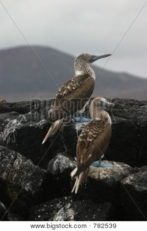 青足 Boobys