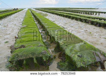 Oyster farm at low tide Grandcamp-Maisy, France.