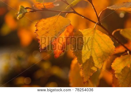 Sun trough the leaves