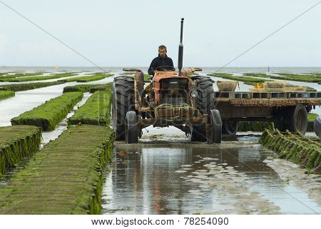 Farmers work at oyster farm at low tide in Grandcamp-Maisy, France.