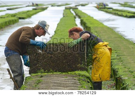 Farmers work at oyster farm at low tide in Grandcamp-Maisy, France.