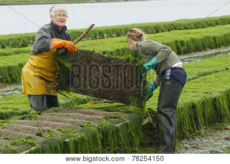 Farmers work at oyster farm at low tide in Grandcamp-Maisy, France.