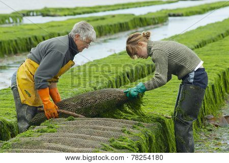 Farmers work at oyster farm at low tide in Grandcamp-Maisy, France.