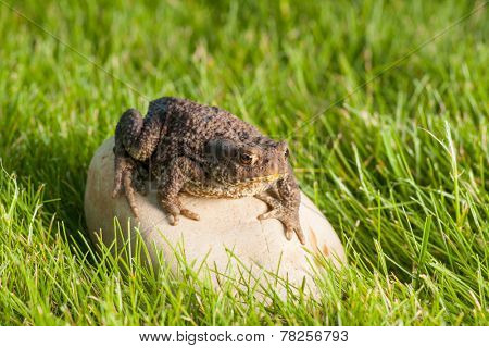 the frog is sitting on a stone in green grass