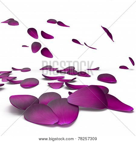 rose petals