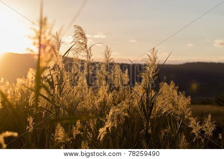 Grass In Backlight