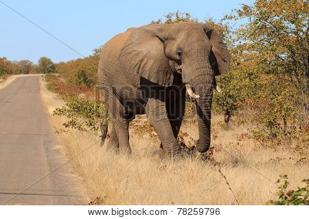 Elephant
