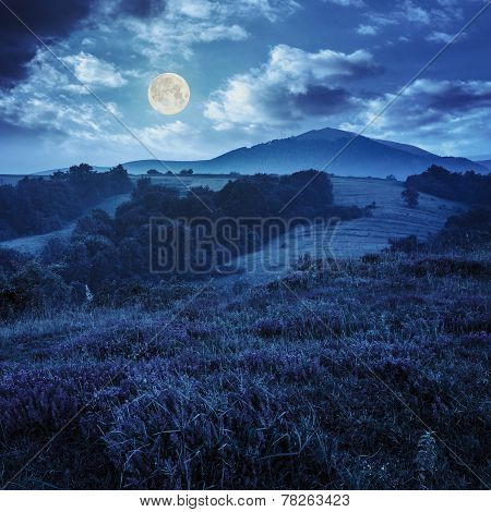 Wild Savory And Mint  In Fog At Night