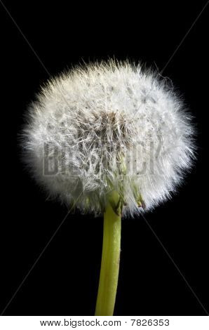 Taraxacum Officinale