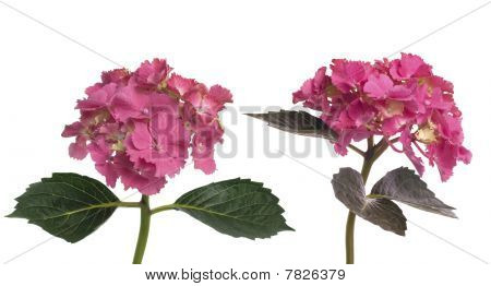 Ortanca ortanca (macrophylla Normalis)