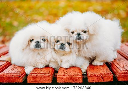 Three White Puppies Pekingese Pekinese Peke Whelps Puppy Dog