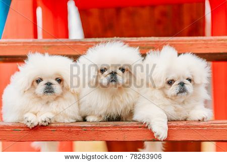 Three White Puppies Pekingese Pekinese Peke Whelps Puppy Dog