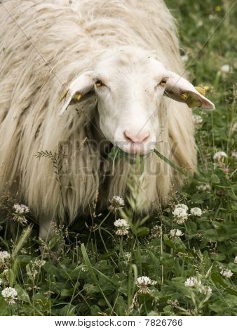 Schapen staren naar de Camera
