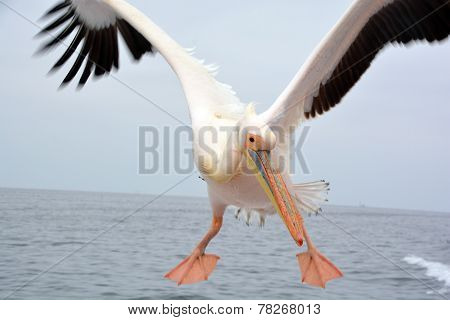 Pelican