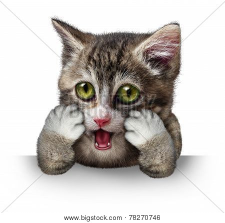 Surprised Cat