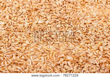 Spelt