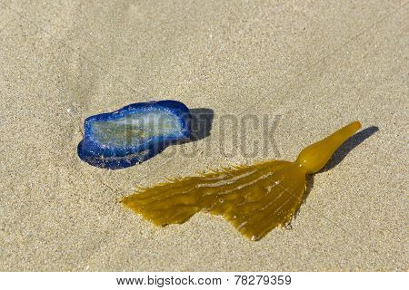 Blue Velella Velella And Kelp Blade With Bladder