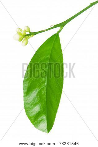 Lemon Tree