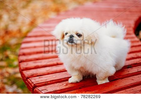 White Pekingese Pekinese Peke Whelp Puppy Dog