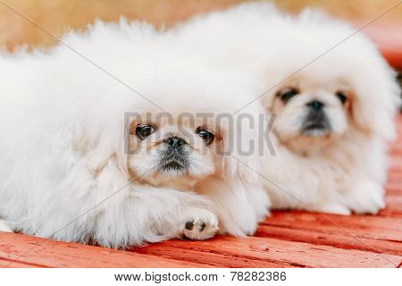 White Pekingese Pekinese Peke Whelp Puppy Dog