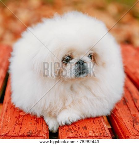 White Pekingese Pekinese Peke Whelp Puppy Dog