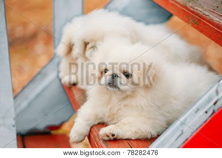 White Pekingese Pekinese Peke Whelp Puppy Dog