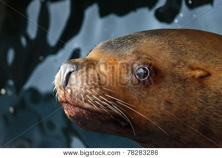 Steller Sea Lion (eumetopias Jubatus)